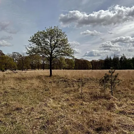 Chalet Welkom In Het Beachbos I Onthaasten Op De Veluwe *
